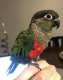 Conure