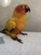 Conure