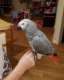 African Grey