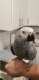 African Grey