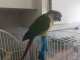 Conure