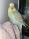 Parakeet