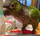 Conure