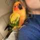 Conure