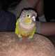 Conure