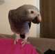 African Grey