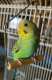 Parakeet