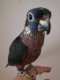 Pionus