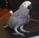 African Grey