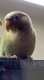 Conure