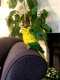 Conure