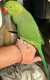 Indian Ringneck Parakeet