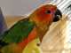 Conure