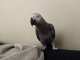 African Grey