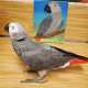 African Grey