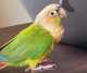 Conure