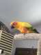 Conure