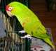 Conure