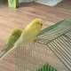 Budgerigar