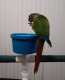 Conure