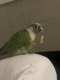 Conure