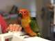 Conure