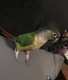 Conure