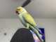 Indian Ringneck Parakeet