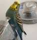 Parakeet