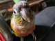 Conure