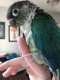 Conure