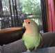 Lovebird