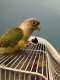 Conure