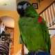 Macaw