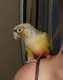 Conure