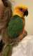 Conure