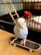 Budgerigar