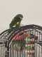 White-Winged / Canary-Winged Parakeet