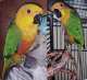 Conure