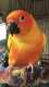 Conure