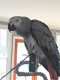 African Grey