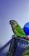 Conure