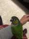 Conure