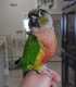 Conure