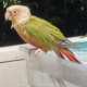 Conure