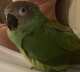 Conure