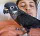 Pionus