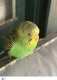 Parakeet