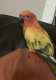 Conure