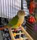 Conure